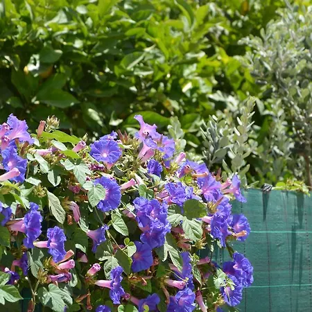 Al Giardino Dei Limoni Guest house Favignana